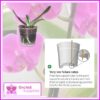 150mm Clear Orchid Pot - Orchid Growing Supplies - For more information go to Orchidsupplies.com.au
