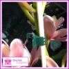 Butterfly Clip Orchid Flower Stem - for more info go to orchidsupplies.com.au