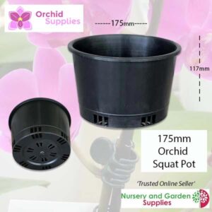 175mm Squat Orchid Pot
