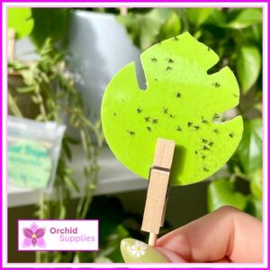 Green Sticky Trap Pack